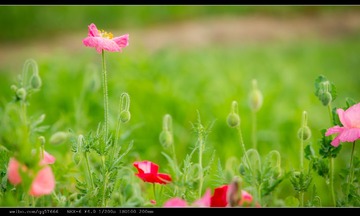 nEO_IMG_DSC02495.jpg