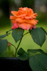 DSC02703.jpg