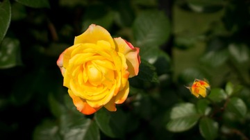DSC02711.jpg