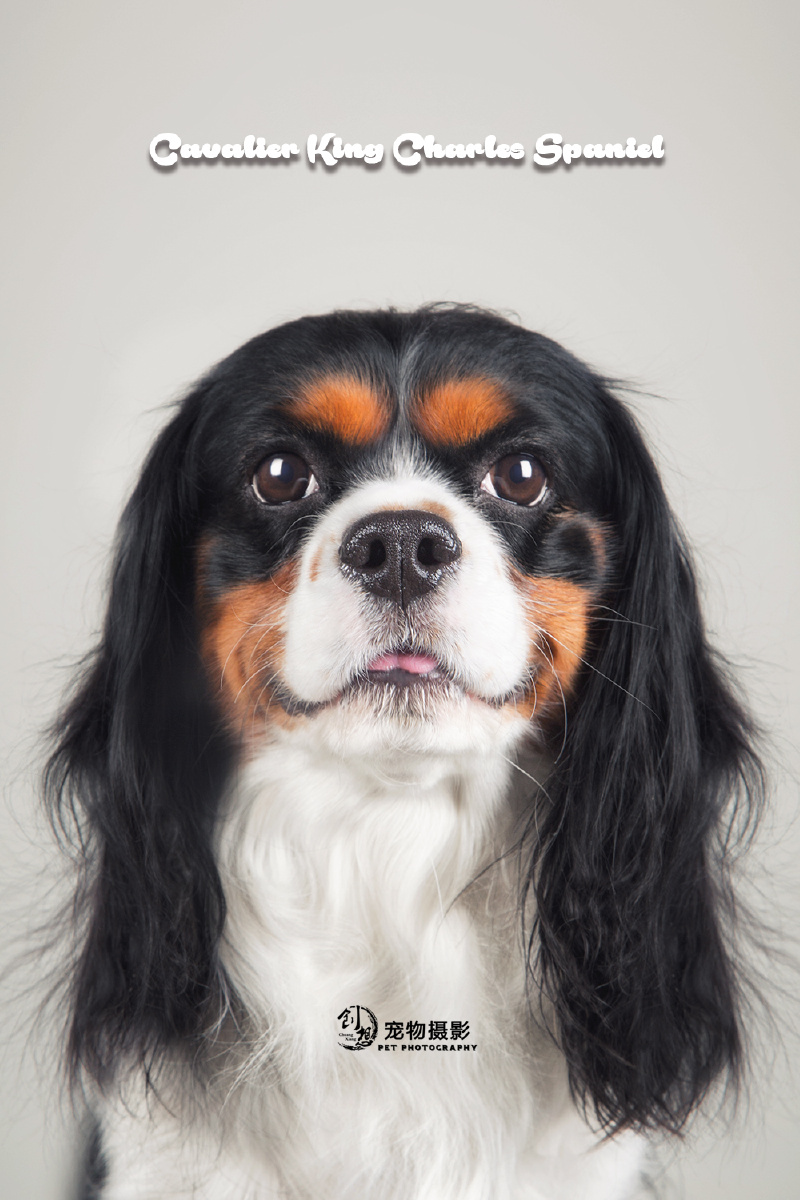 查尔斯小猎犬 - 创想影堂宠摄主理人 - 图虫