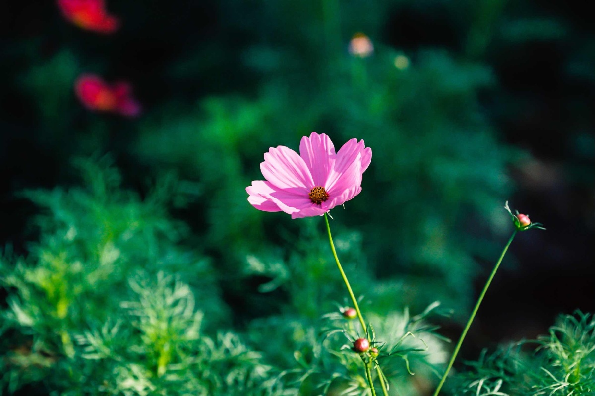 叶子南北春景大赏生命花花卉_del_静物41713大众组花儿还没有人打赏