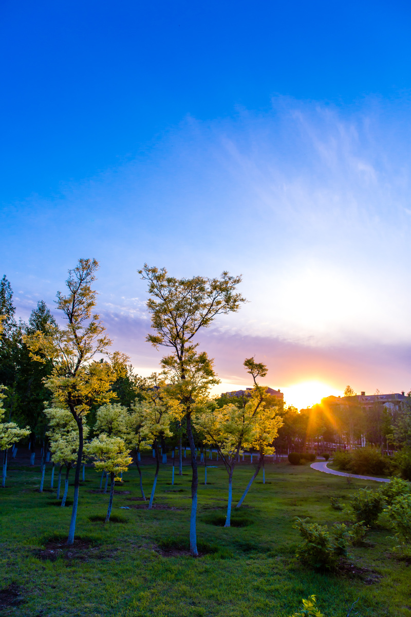 公园的落日