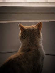 C5D315C1-CD28-4C61-8402-0DDA5882BCCE/L0/001