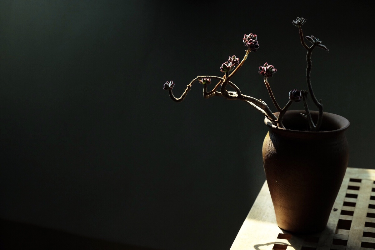 关注 静物摄影 18 打开微信,使用"扫一扫"即可将网页分享之朋友圈