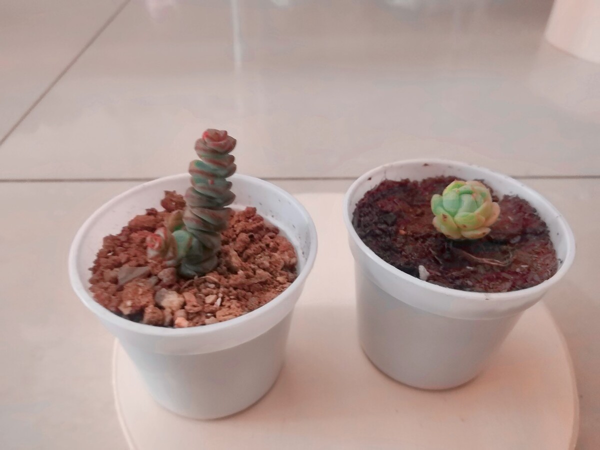 富贵土有什么泥,宜兴紫砂泥别称富贵土制作茶壶主要原料