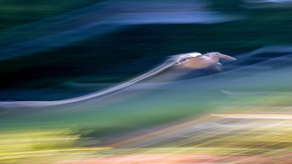 这是采用手持相机超慢门追随加摇摄所拍的飞鸟组图既要将飞鸟的头部拍