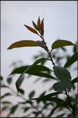 1900IMGP0424