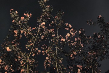 20190531-18--1424258908