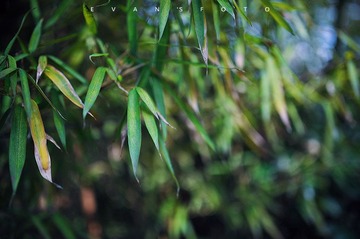“WEN_1704”为智能对象-1S.jpg