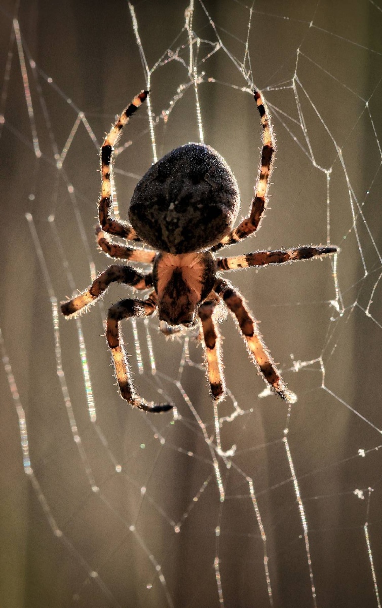 蜘蛛勤奋敏感沉默而坚韧的昆虫