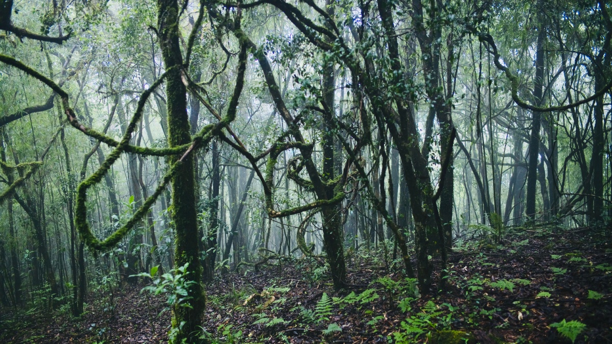 魔幻森林适合各种妖孽