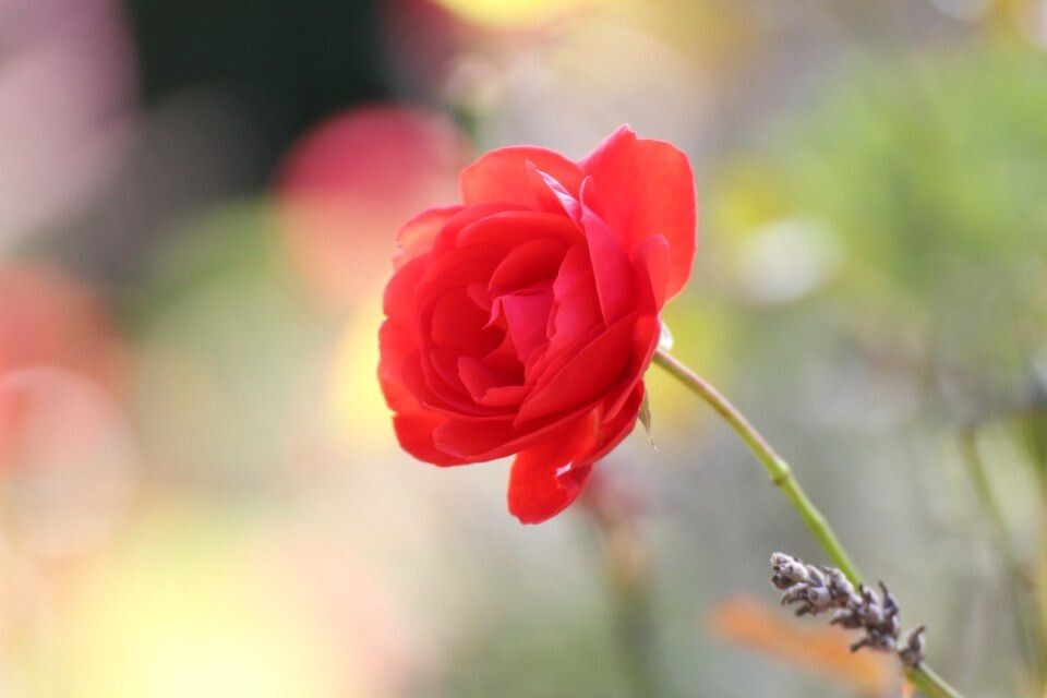 花依旧<br />
不来梅的夏天已经走了，可是花园里的花依旧绽放