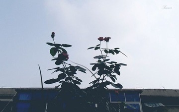 每扇窗的外面都是一样的