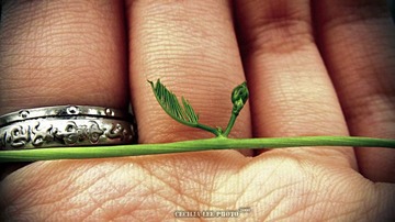 small leaf