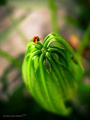 garden_3149