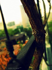 garden_3150