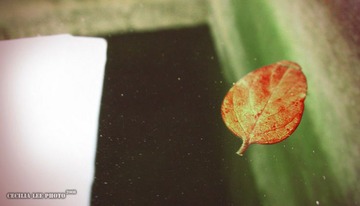 garden_3155