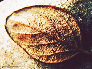 garden_3158