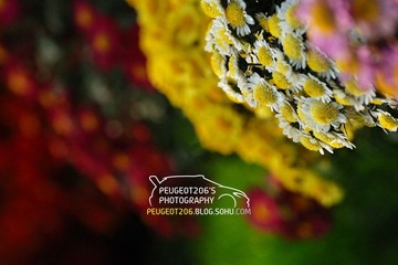 2009.10.27 天津第48届菊展
