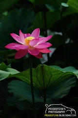 荷