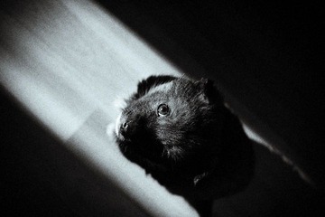 幼犬
