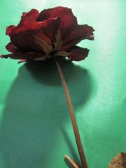 花尸