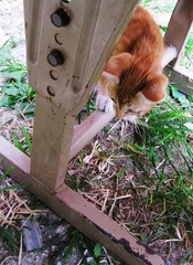 cat