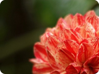 P4252941-001.JPG