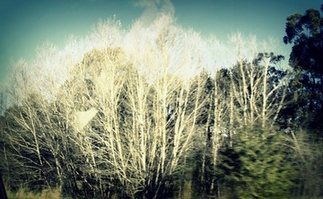 _4293197-004.JPG