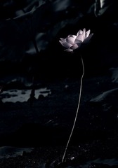 荷花-1