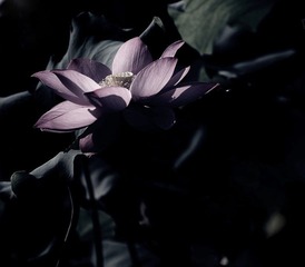 荷花-2
