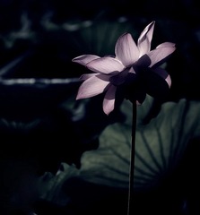 荷花-3
