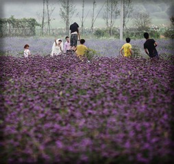 花海