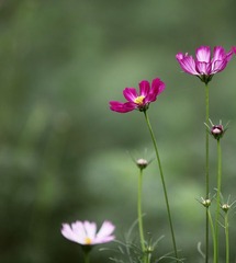 那些花儿