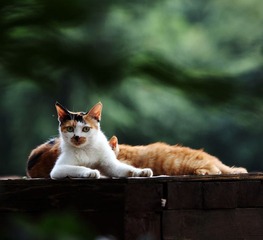 绿荫中的猫