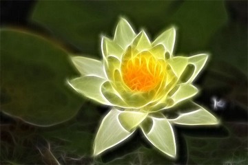 准抽象风格试验：花非花
