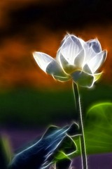 准抽象风格试验：花非花