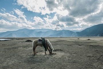 藏马