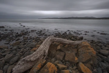狂野海岸