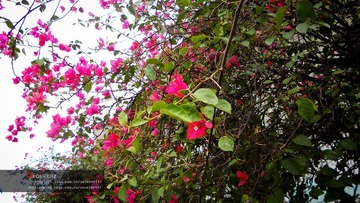 花语