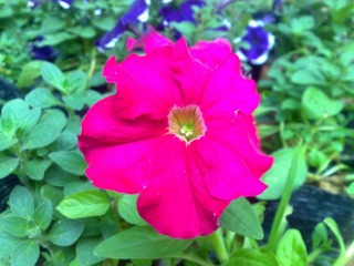花博会