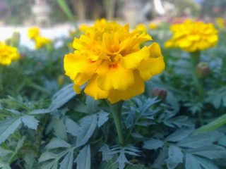 花博会