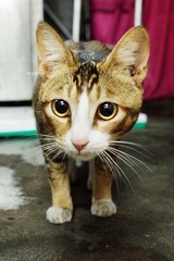 The Cat of Wah Tao Restaurant Tungchun HKG 香港东涌华都海鲜酒家的猫咪