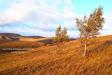 Two tress, one is birch, the other is birch too 两棵树，一棵是白桦树，另外一棵