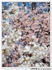 白色粉色樱花_white&pink sakura