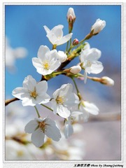 白色的樱花_white sakura