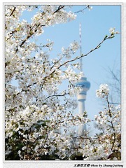 玉渊潭樱花_Sakura and CCTV Tower