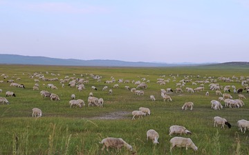 DSC02950_1
