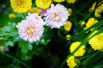 南翔雨中菊花采风·作者好人伟哥_04.jpg