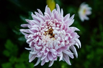 南翔雨中菊花采风·作者好人伟哥_08.jpg
